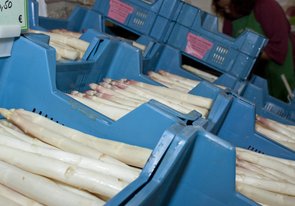 Spargel_Gorssabnehmer Spargel_Gorssabnehmer