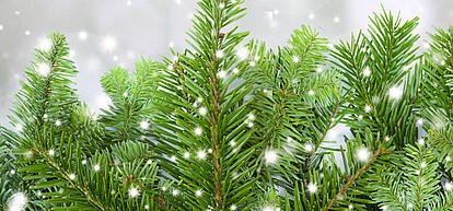 Weihnachtsbaeme1420x420