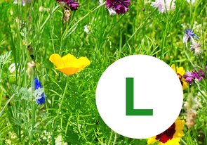 Blumenwiese L