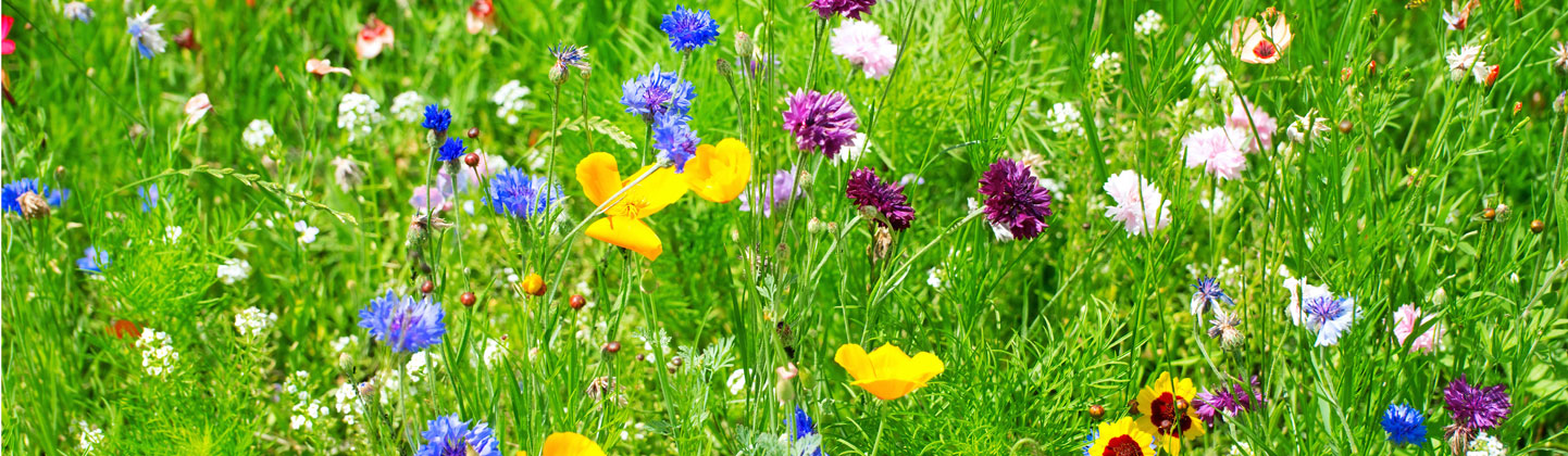 Blumen Sponsoring 1444x420