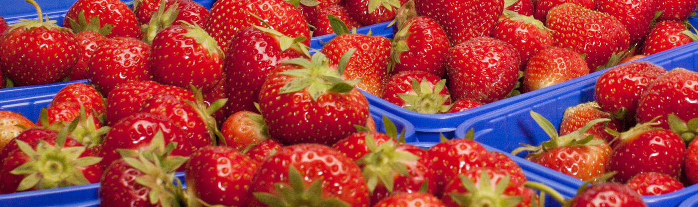Erdbeeren 1440x420